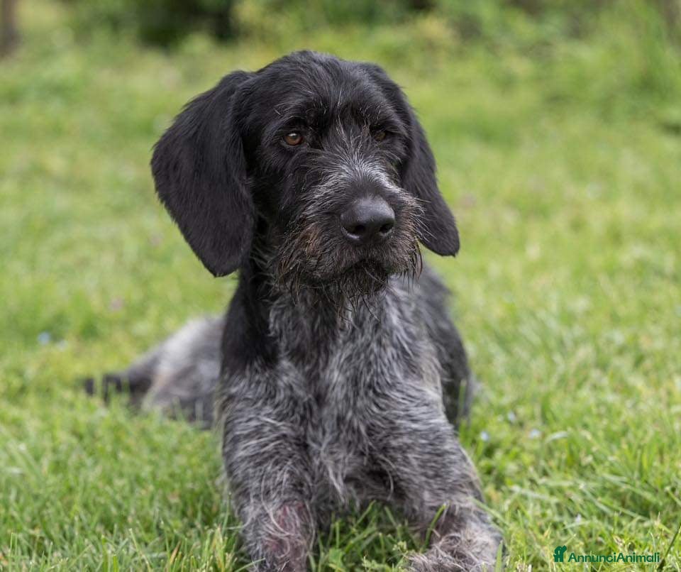 Drahthaar cani IBRA, sfortunato drahthaar in regalo a Città metropolitana di Milano - Annuncio 2