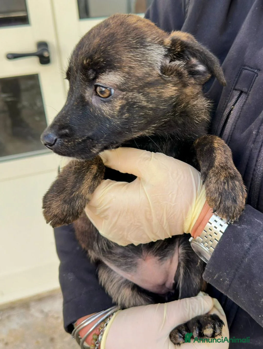 Meticcio cani in regalo: MARGOT 🩷 - cucciola futura taglia media cerca 🏡  - Annuncio 3