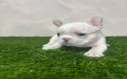 Bulldog Francese cani in vendita: Cuccioli bouldogue francesi esotici  a Città metropolitana di Roma Capitale - Immagine 6