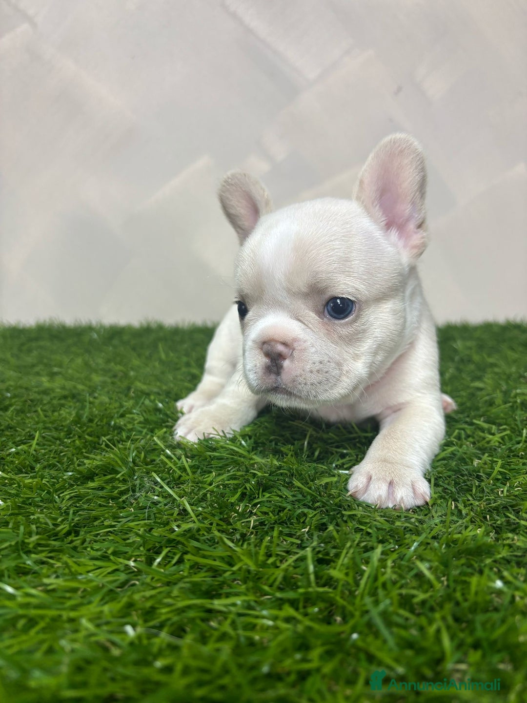 Bulldog Francese cani in vendita: Cuccioli bouldogue francesi esotici  a Città metropolitana di Roma Capitale - Immagine 6