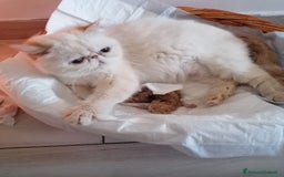 Persiano gatti in vendita: Cuccioli di Gatto Persiano ed Exotic  a Città metropolitana di Catania - Immagine 2