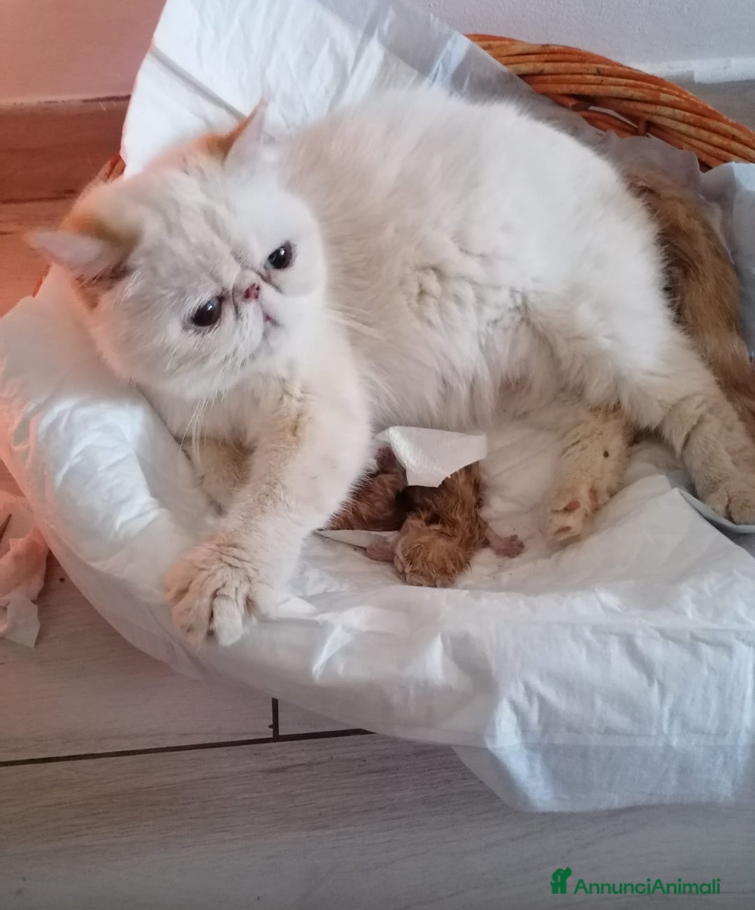 Persiano gatti in vendita: Cuccioli di Gatto Persiano ed Exotic  a Città metropolitana di Catania - Immagine 2