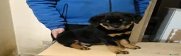 Rottweiler cani in vendita: Cucciolo Rott. - Annuncio 3