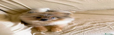 Spitz 2