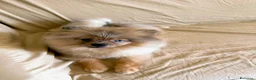 Spitz cani in vendita: Spitz tedesco - Annuncio 2