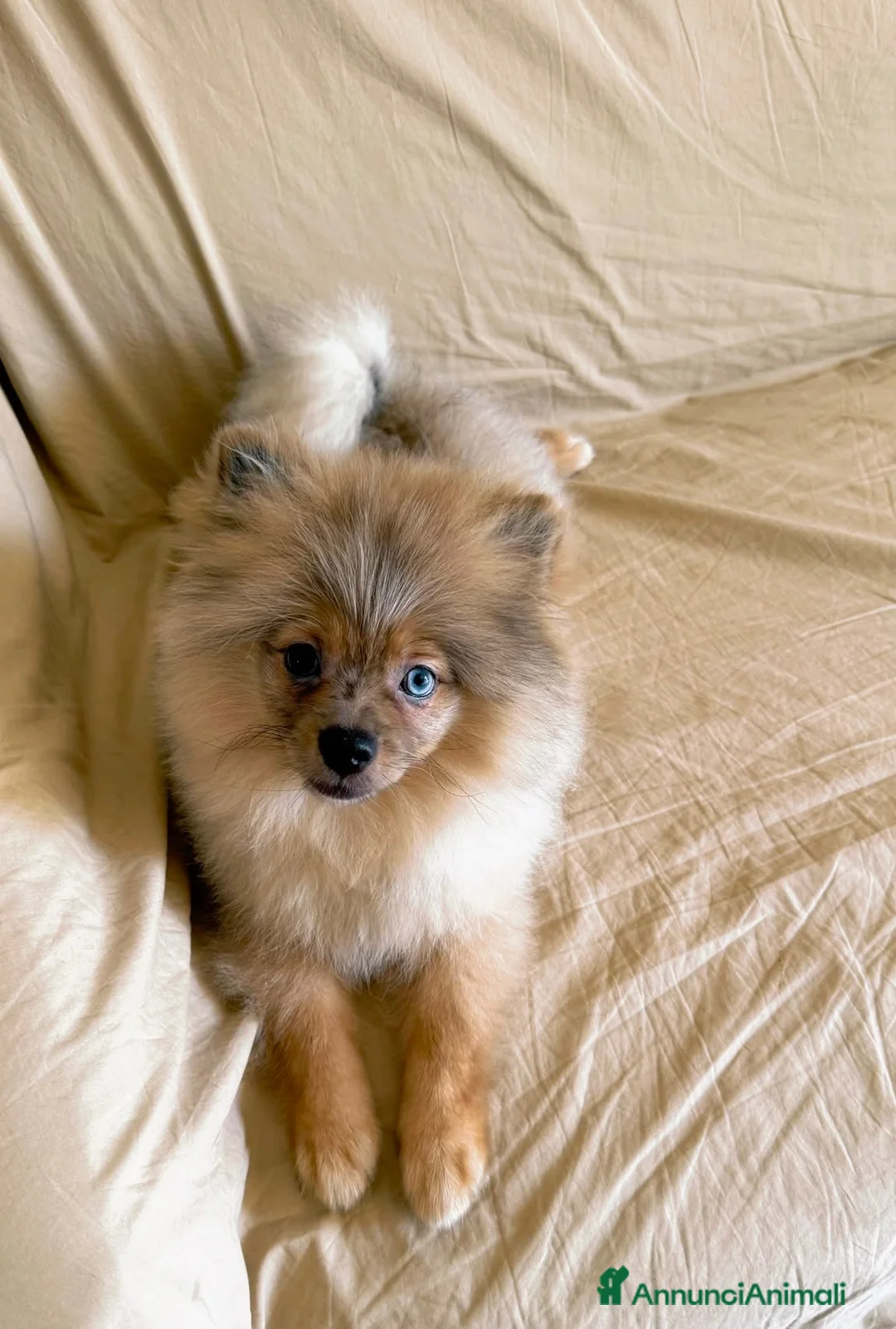 Spitz cani in vendita: Spitz tedesco - Annuncio 2