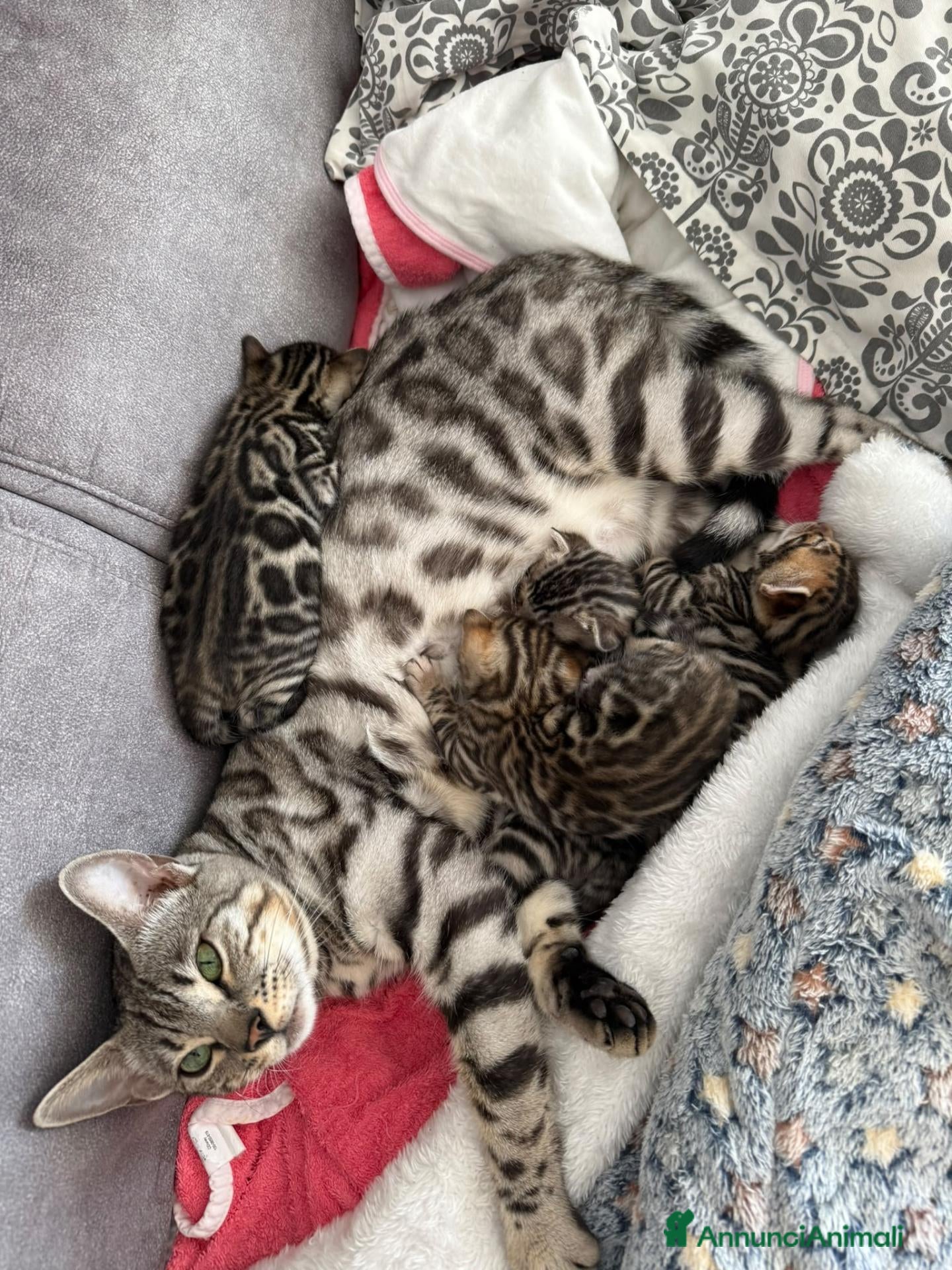 Bengala gatti Cuccioli di Bengala - Annuncio 2