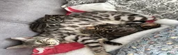 Bengala gatti in vendita: Cuccioli di Bengala a Provincia del Verbano-Cusio-Ossola - Annuncio 1