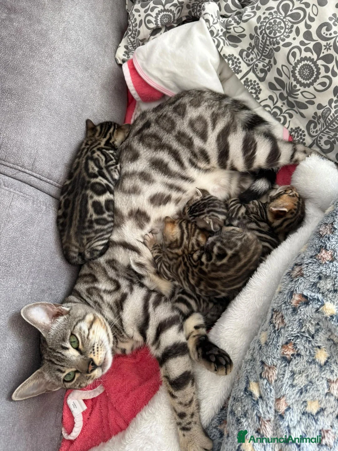 Bengala gatti in vendita: Cuccioli di Bengala a Provincia del Verbano-Cusio-Ossola - Annuncio 1