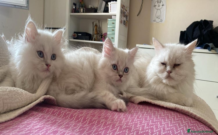 Persiano gatti a Provincia di Reggio Emilia - Annuncio 8
