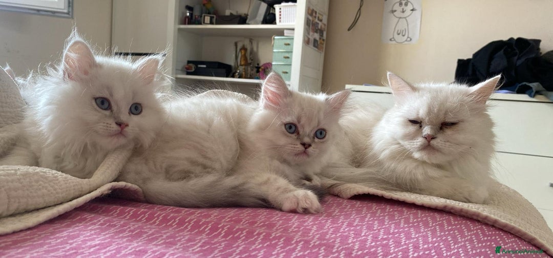 Persiano gatti in vendita: Gattini persiani normotipo  a Provincia di Reggio Emilia - Immagine 2