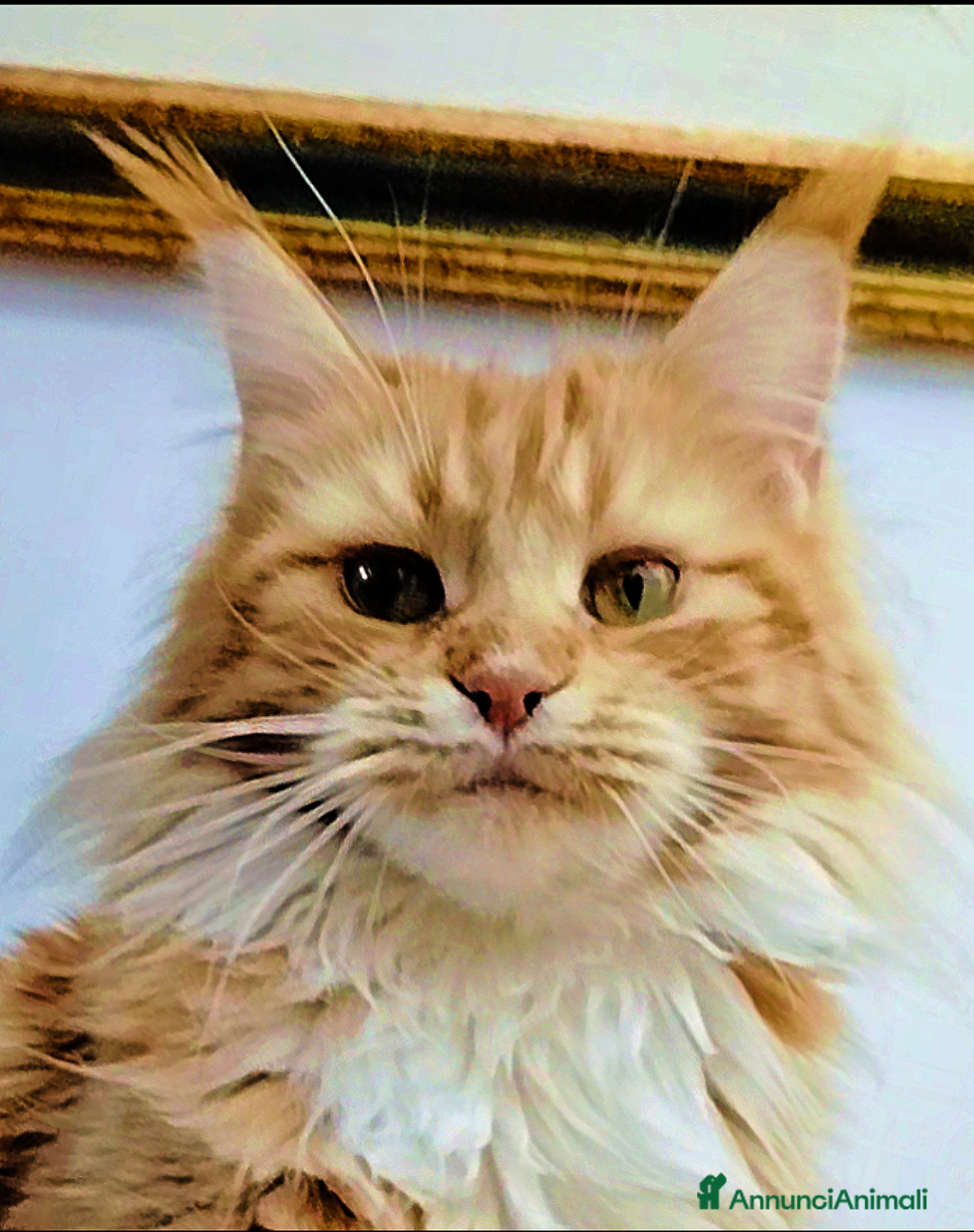 Maine Coon gatti in regalo: Maine coon femmina  - Annuncio 4