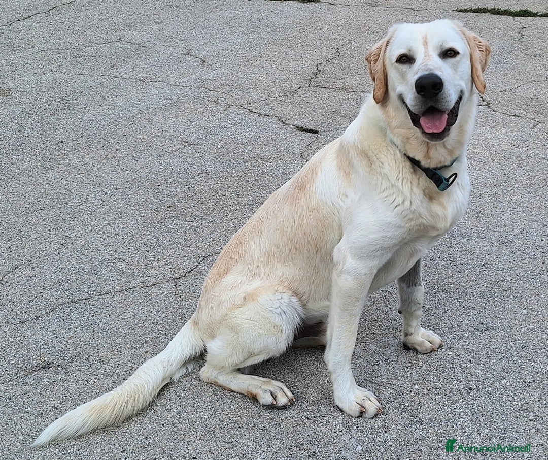 Meticcio cani in regalo: Cooper 11 mesi mix labrador  - Annuncio 6