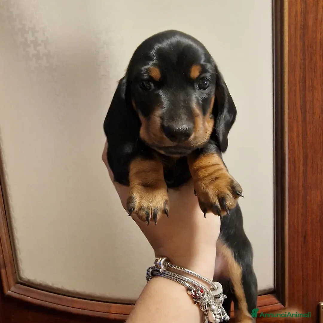 Bassotto cani in vendita: Bassotto arlecchino e cioccolato femmina e maschio - Annuncio 14