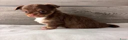 Chihuahua cani in vendita: Cuccioli di chihuahua con pedigree - Annuncio 5