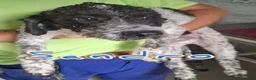 Meticcio cani in regalo: 4 tenerissimi mix lagotto - Annuncio 3