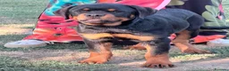 Rottweiler cani in vendita: rottweiler cuccioli pedigree pagamenti rateali  - Annuncio 2