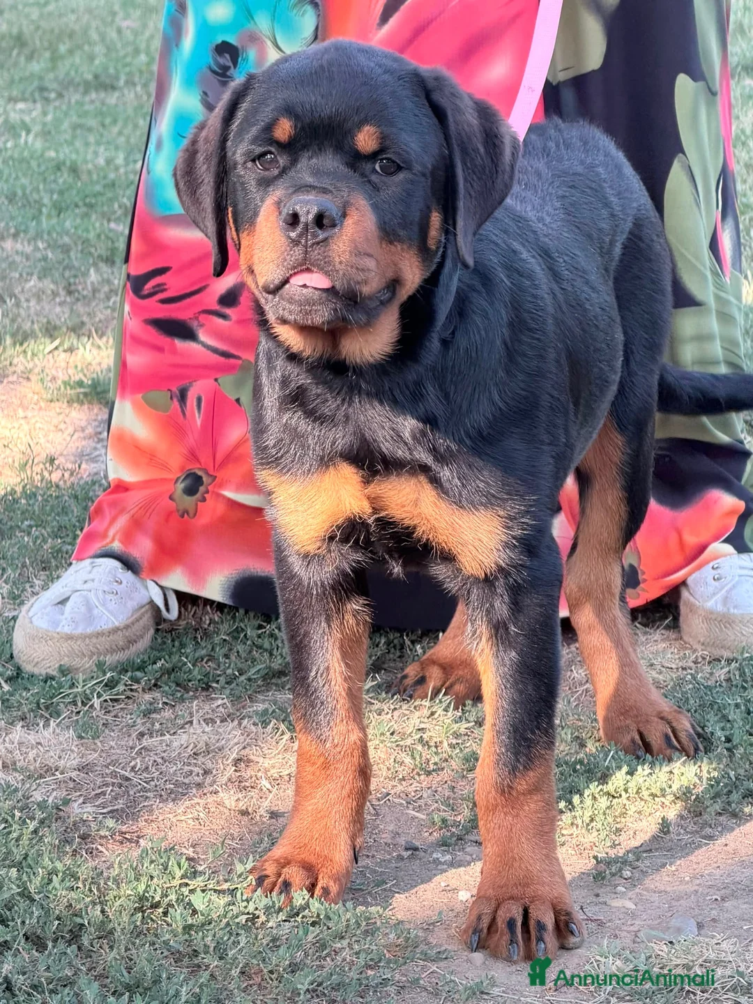Rottweiler cani in vendita: rottweiler cuccioli pedigree pagamenti rateali  - Annuncio 2