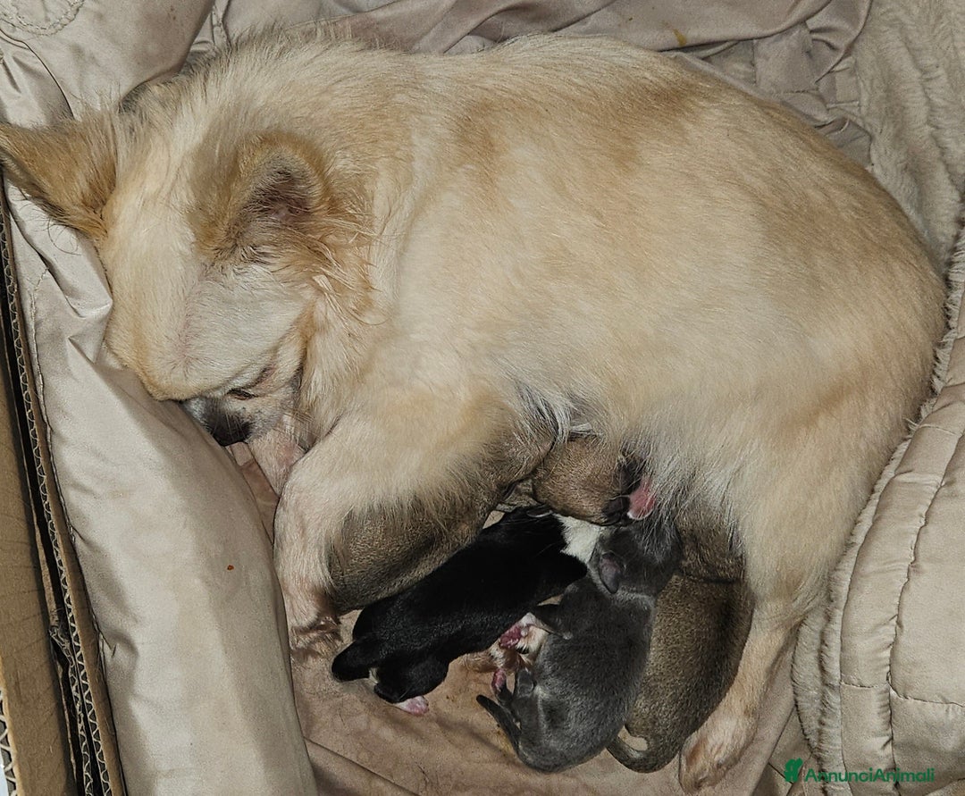 Chihuahua cani in vendita: Chihuahua cuccioli - Annuncio 3