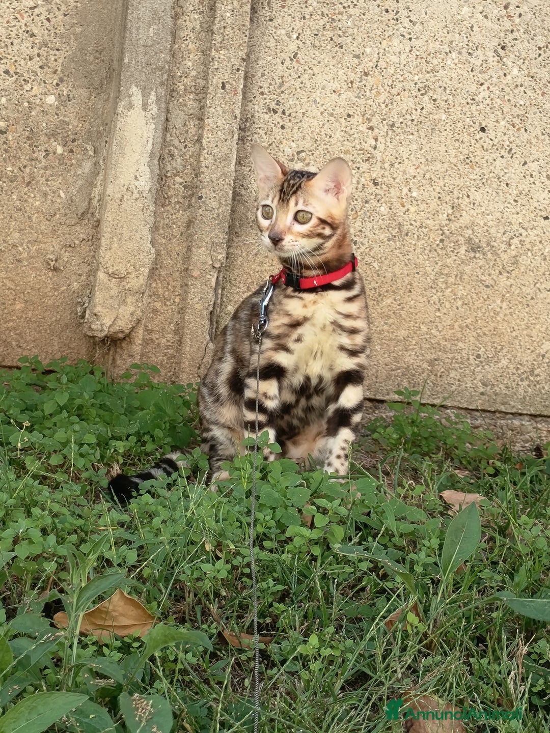 Bengala gatti in vendita: Cucciola Bengala 🥰 - Annuncio 6