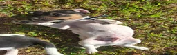 Jack Russell cani in vendita: Cuccioli di jack russel  a Provincia di Lecce - Annuncio 21