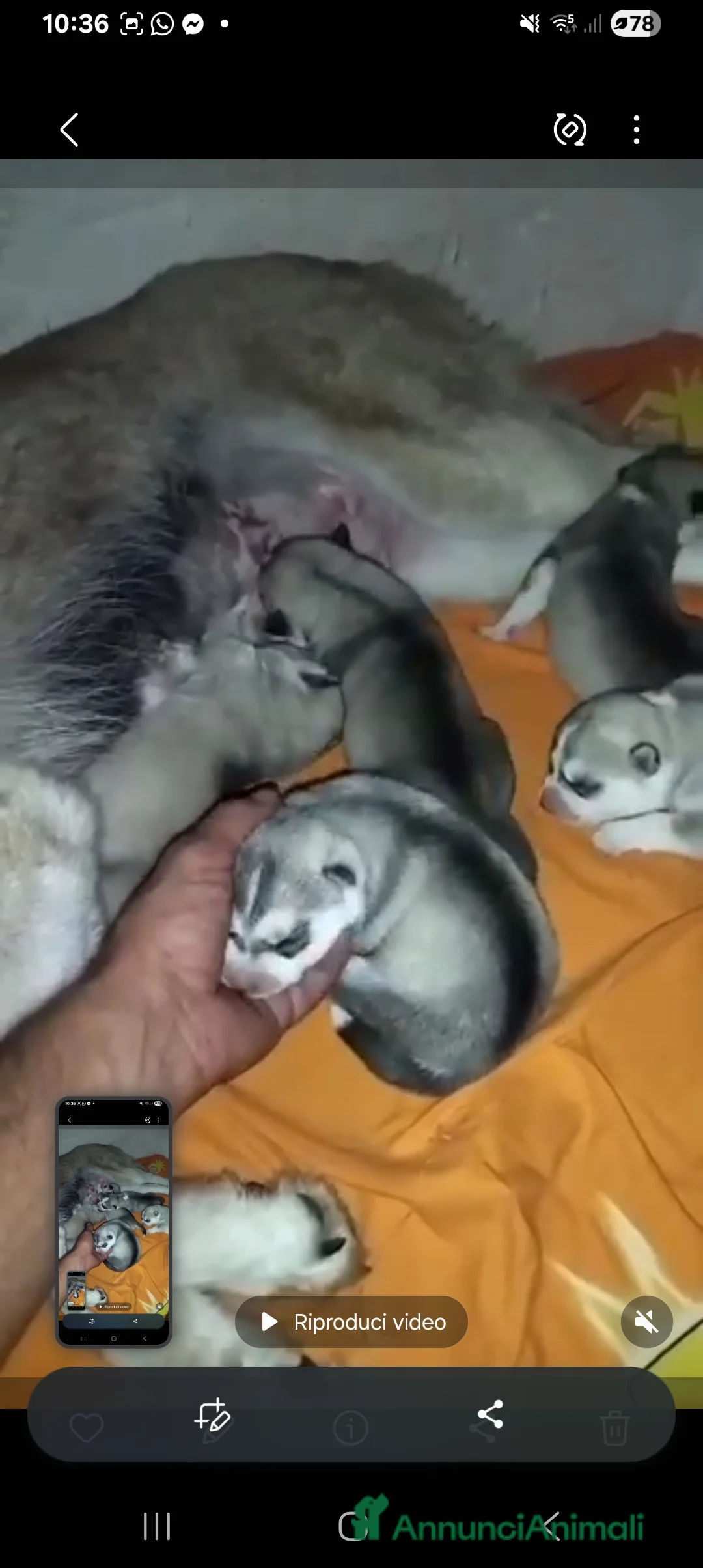 Husky cani in vendita: Siberian husky con pedegree - Annuncio 1