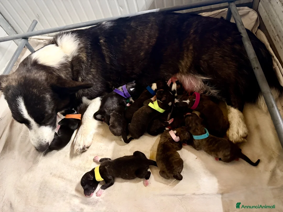 Corgi Cardigan cani in vendita: Cuccioli cardigan corgi - Annuncio 2