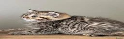 British gatti in vendita: Splendidi cuccioli di british shorthair  - Annuncio 2