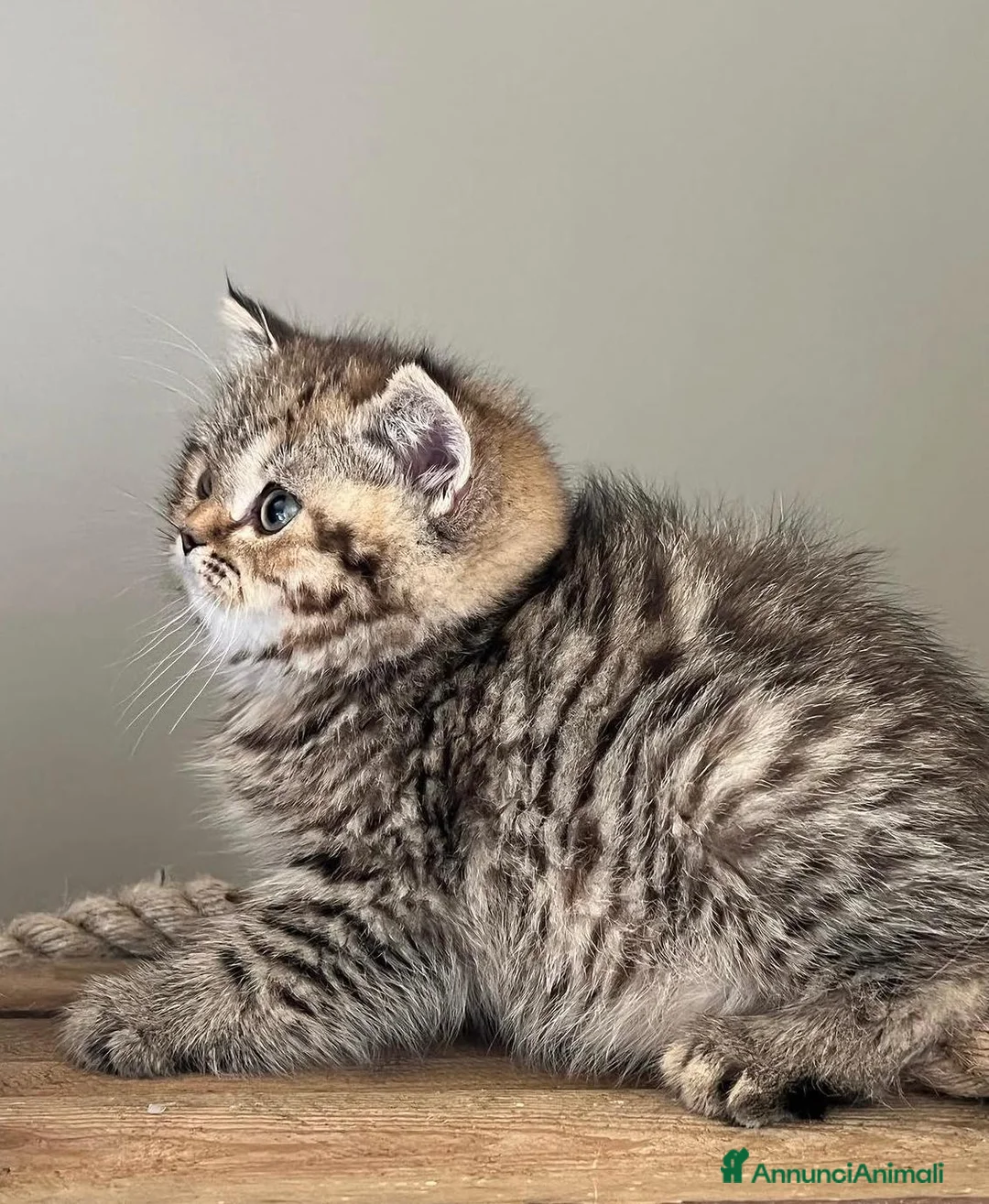 British gatti in vendita: Splendidi cuccioli di british shorthair  - Annuncio 2