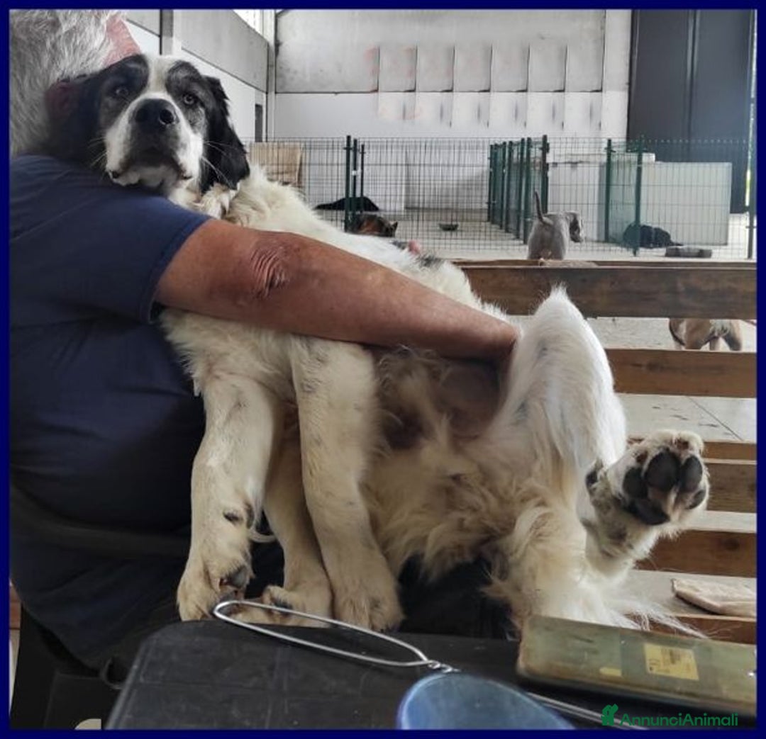 Meticcio cani in regalo: GGG 5anni dolcissimo coccolone! tg grande - Annuncio 5