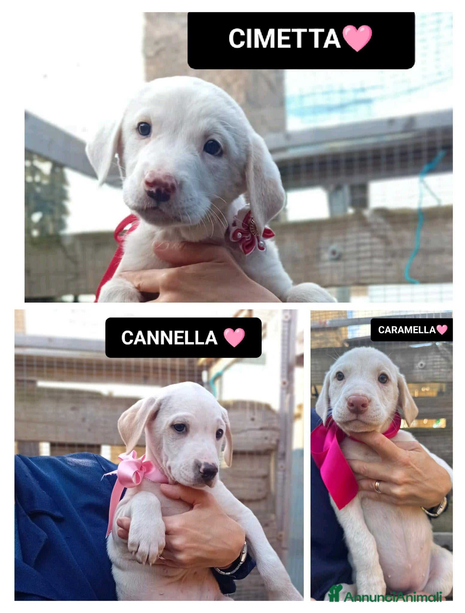 Altre razze cani CANNELLA, CIMETTA E CARAMELLA - Annuncio 1