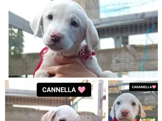 Altre razze cani CANNELLA, CIMETTA E CARAMELLA - Annuncio 14