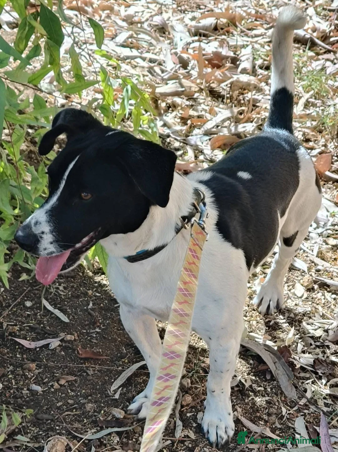 Meticcio cani in regalo: tommy cagnolino socievolissimo - Annuncio 2