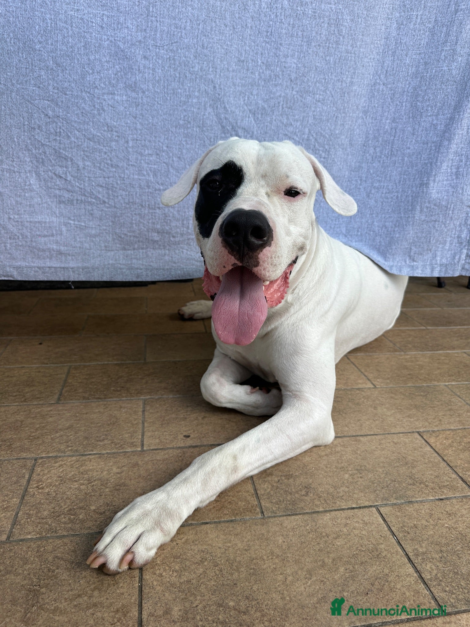 Dogo Argentino cani Maschio di Dogo Argentino cerca partner  - Annuncio 5