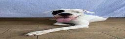 Dogo Argentino cani per accoppiamento: Maschio di Dogo Argentino cerca partner  a Città Metropolitana di Napoli - Annuncio 1