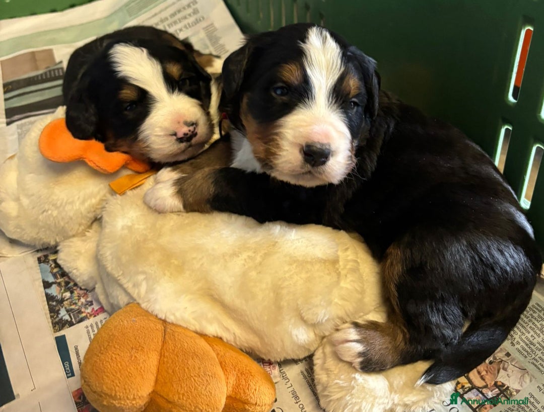 Bovaro del Bernese cani in vendita: BOVARO DEL BERNESE  - Annuncio 3