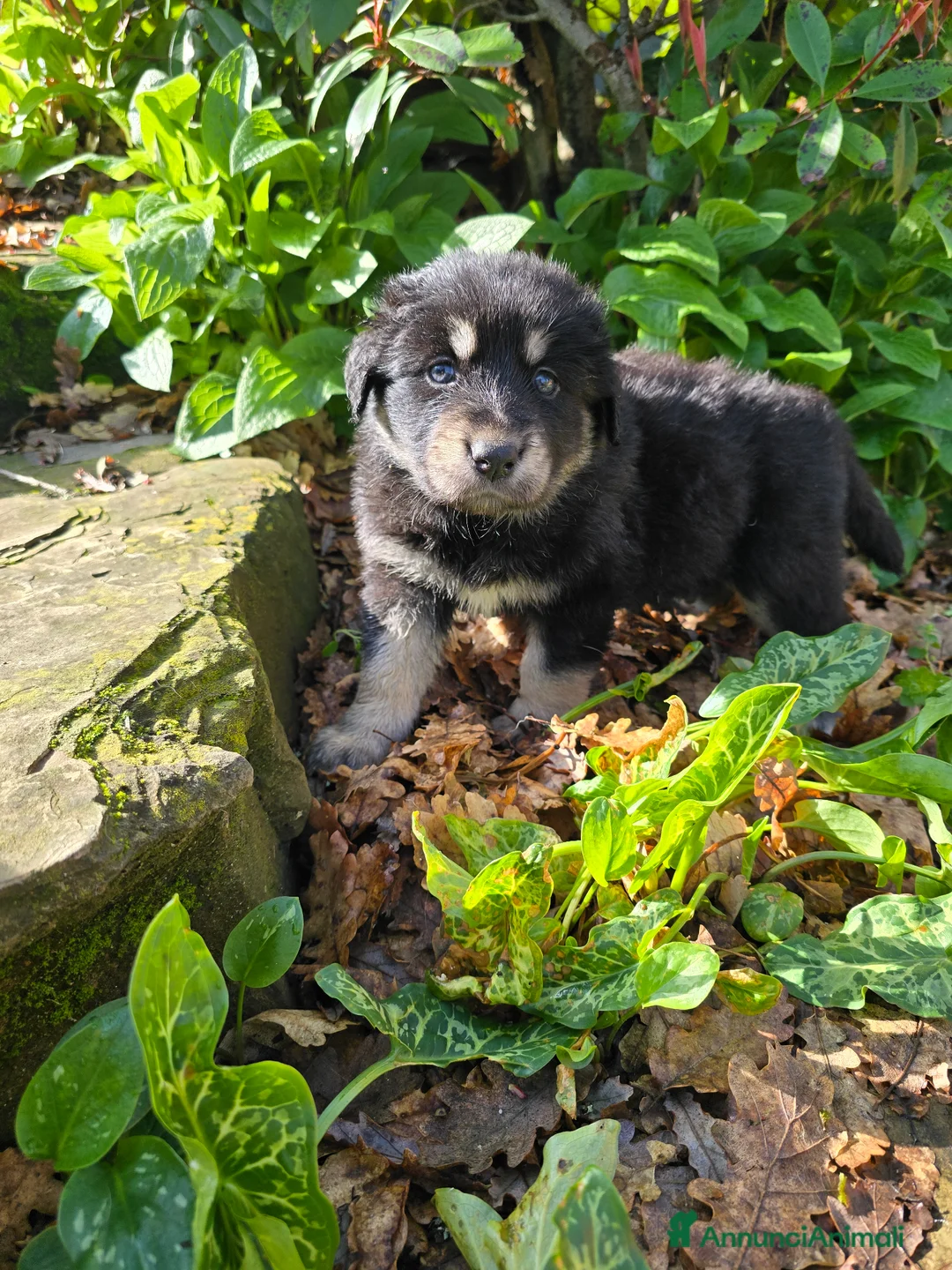 Pastore della Sila cani in vendita: Bellissimi Cuccioli di Pastore cercano famiglia a Città Metropolitana di Firenze - Annuncio 7