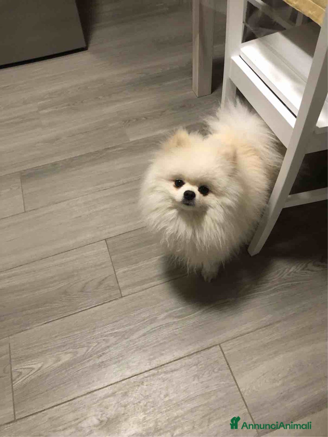 Volpino Pomerania cani per accoppiamento: Volpino della Pomerania nano disponibile per monte - Annuncio 3