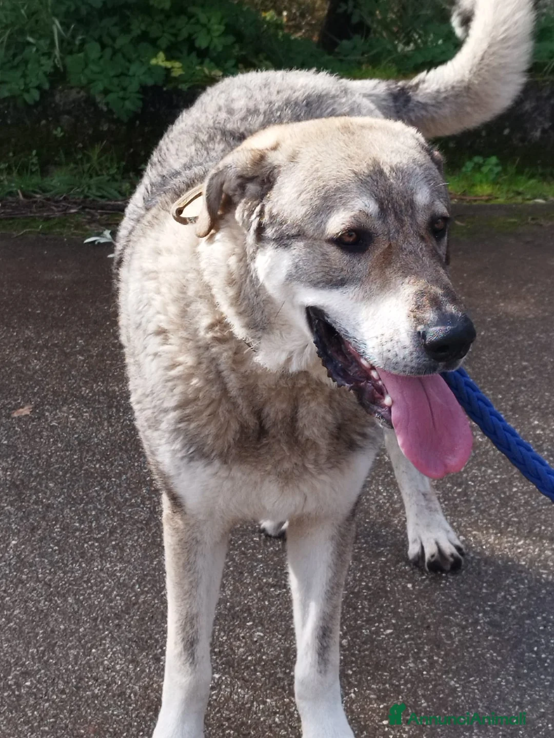 Meticcio cani in regalo: CUCCIOLONE BALOO  - Annuncio 3