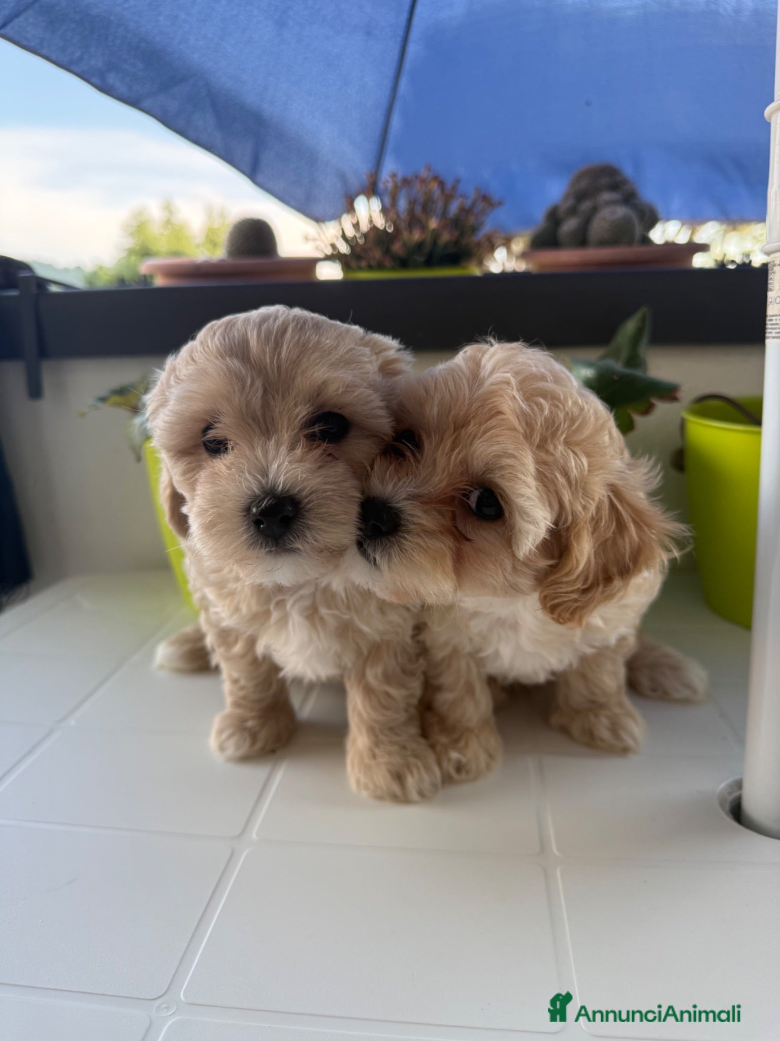 Maltipoo cani Cucciole di maltipoo - Annuncio 1
