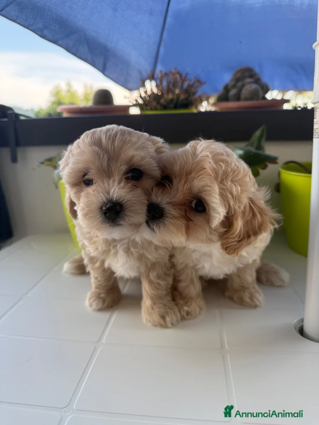 Maltipoo cani in vendita: Cucciole di maltipoo a Provincia di Bergamo - Annuncio 1