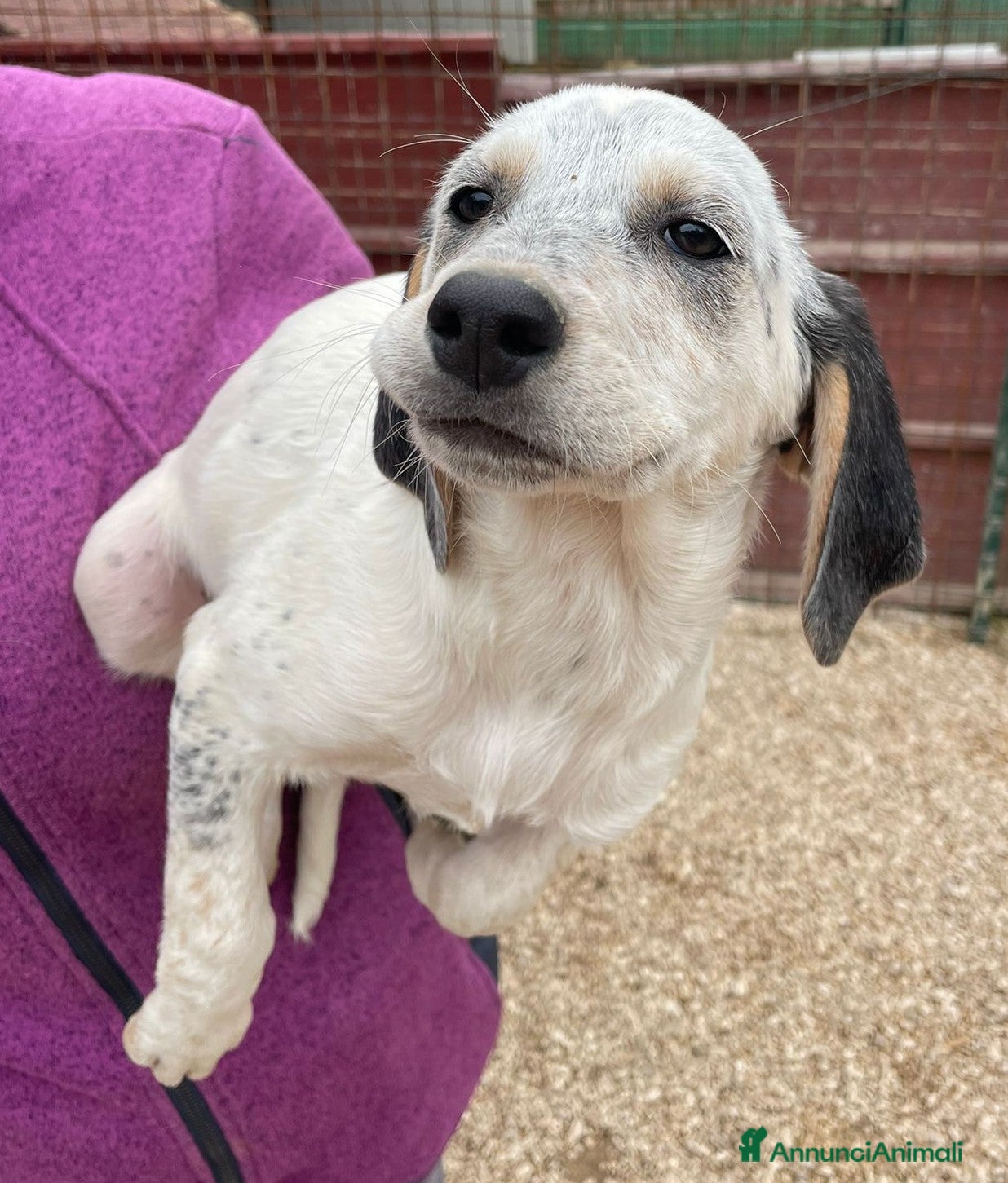 Segugio cani TENERA SEGUGINA - Annuncio 12