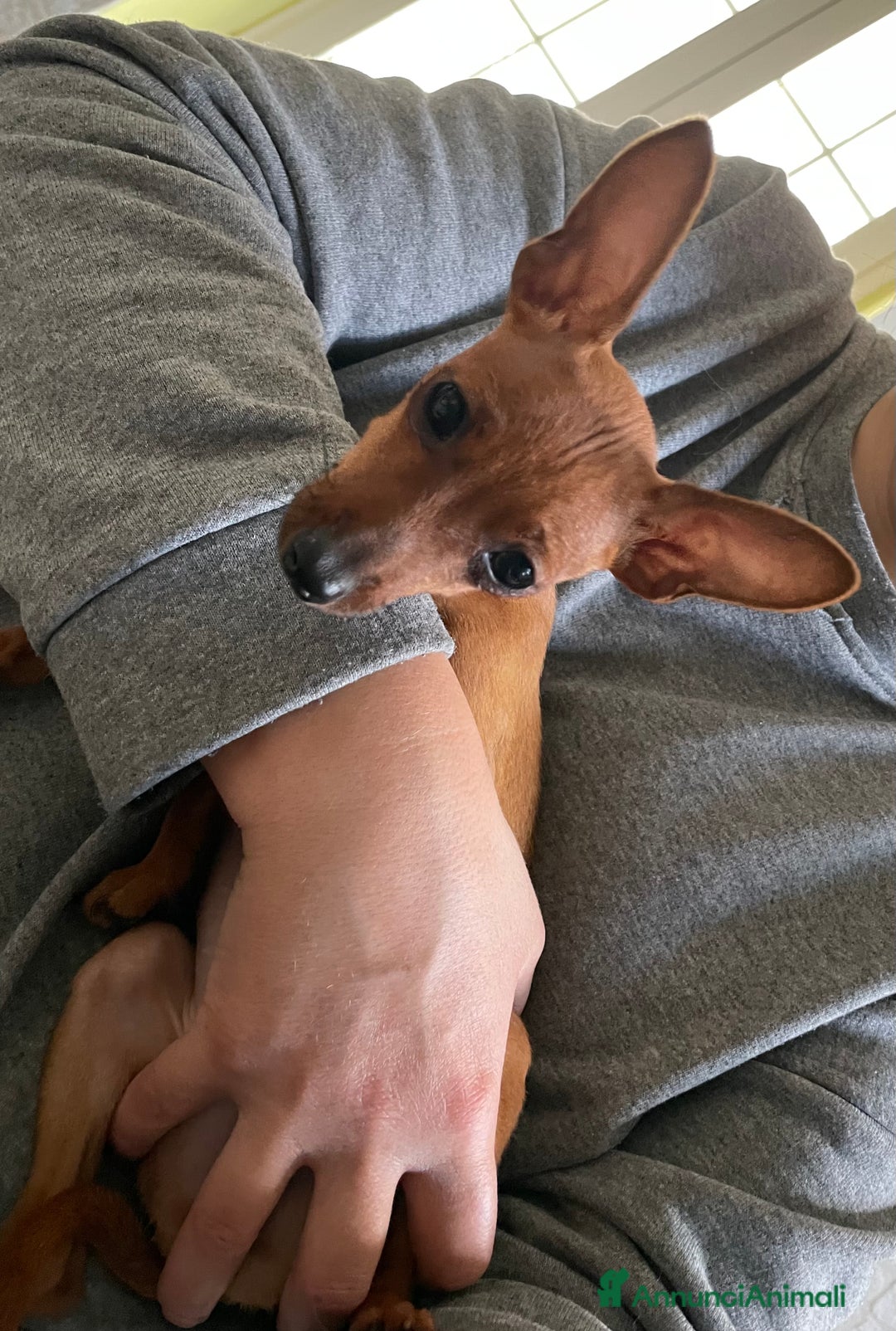 Pinscher Miniatura cani in vendita: Pinscher taglia toy - Annuncio 3