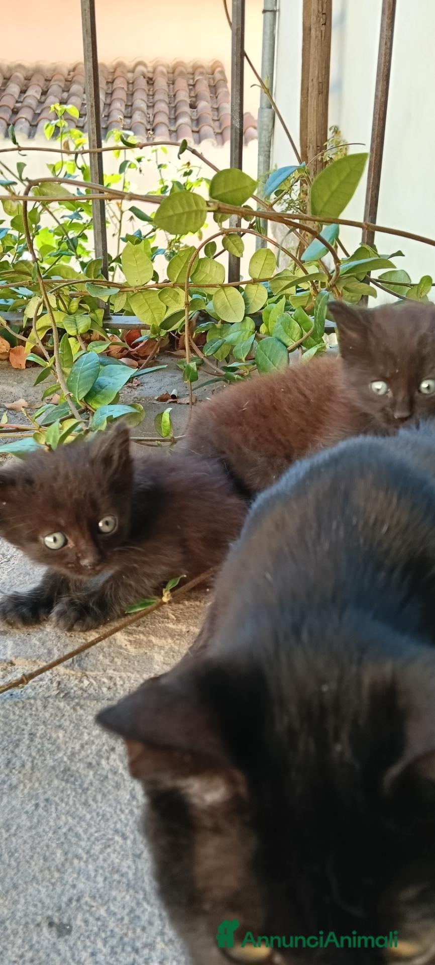 Meticcio gatti Gattini cercano casa - Annuncio 31