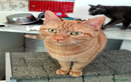 Altre razze gatti in regalo: Gatta arancione  - Immagine 1