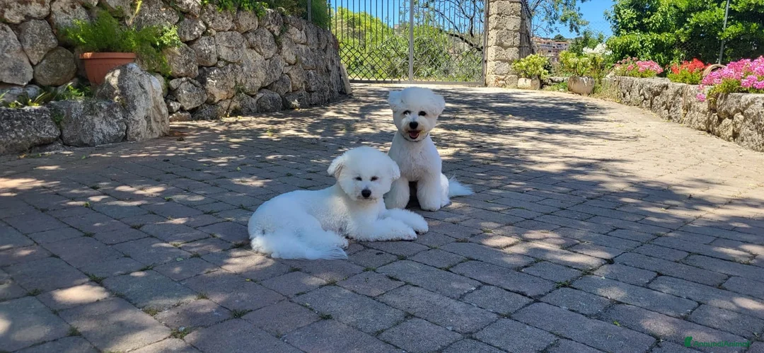 Bichon cani in vendita: Disponibili 3 cucciole di Bichon Frisé - Annuncio 5