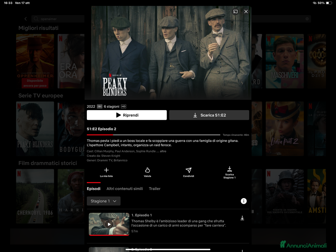 Border Collie cani in vendita: Border collie  - Annuncio 10