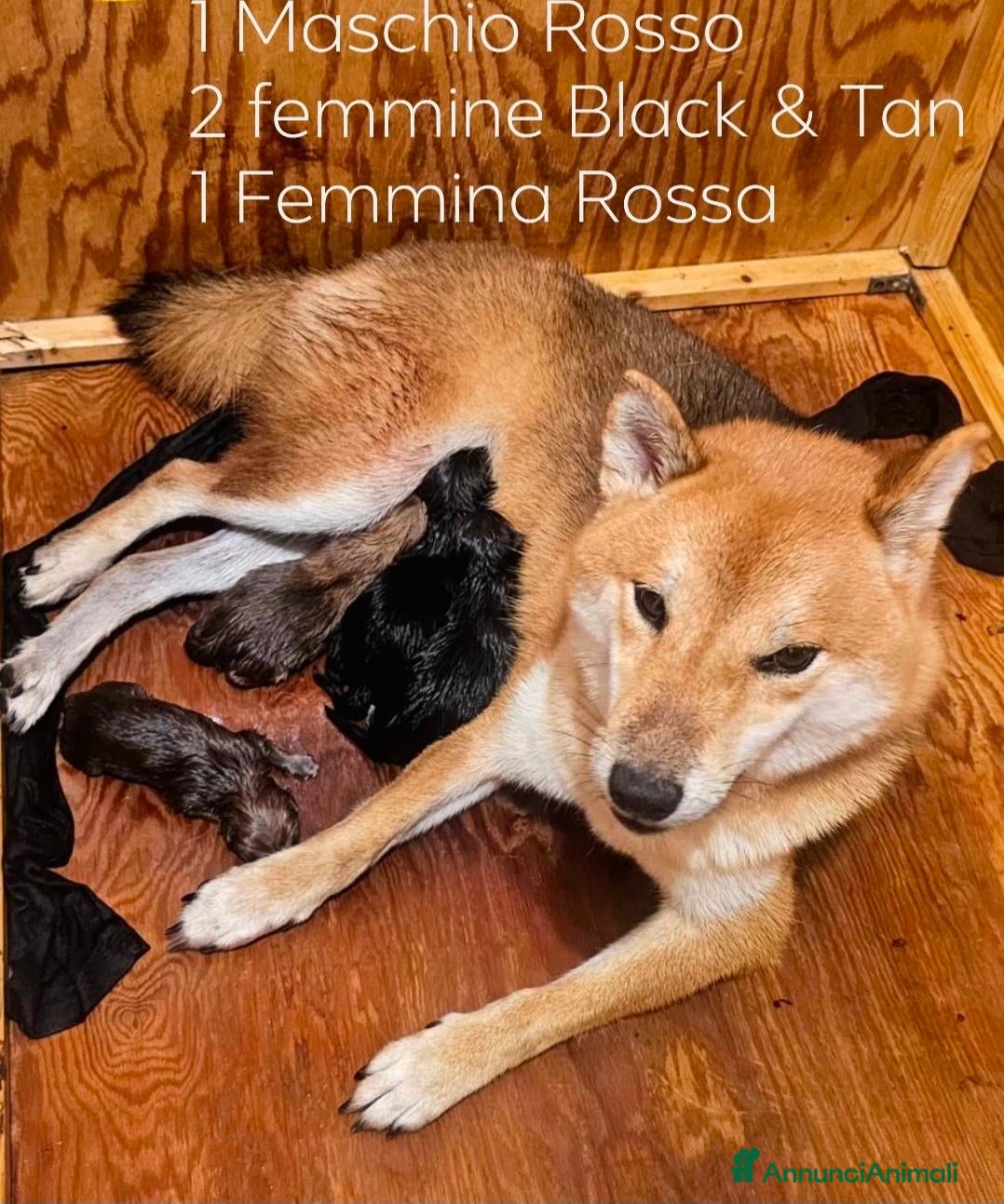 Shiba Inu cani Shiba inu  - Annuncio 2