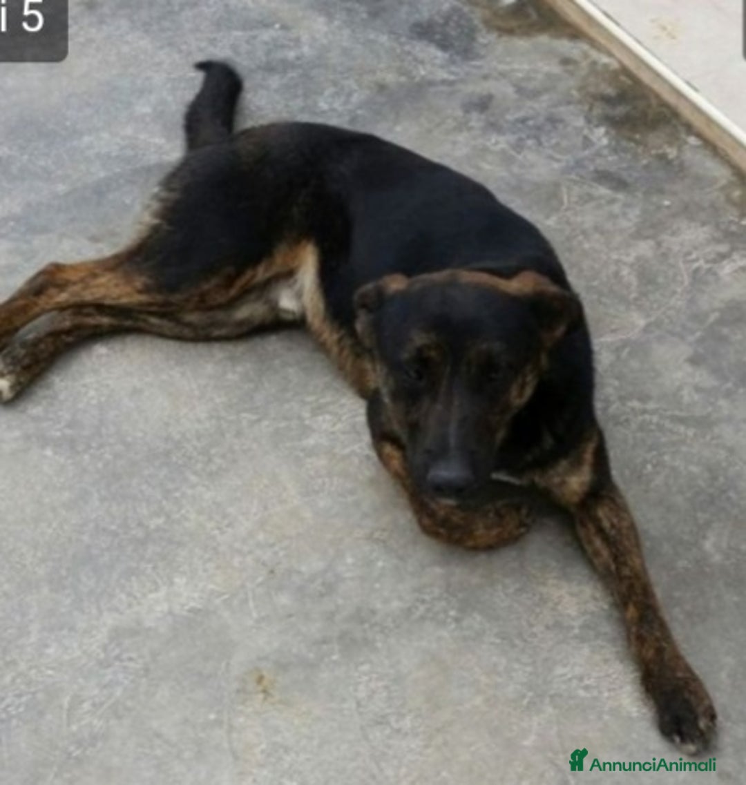 Meticcio cani in regalo: Elvis 4/5anni anonimo in canile.PUGLIA SOS a Città Metropolitana di Milano - Annuncio 2