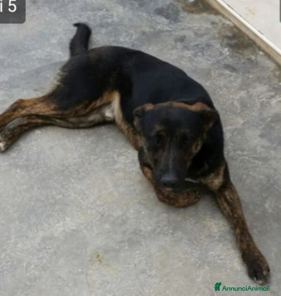 Meticcio cani in regalo: Elvis 4/5anni anonimo in canile.PUGLIA SOS a Città Metropolitana di Milano - Annuncio 2